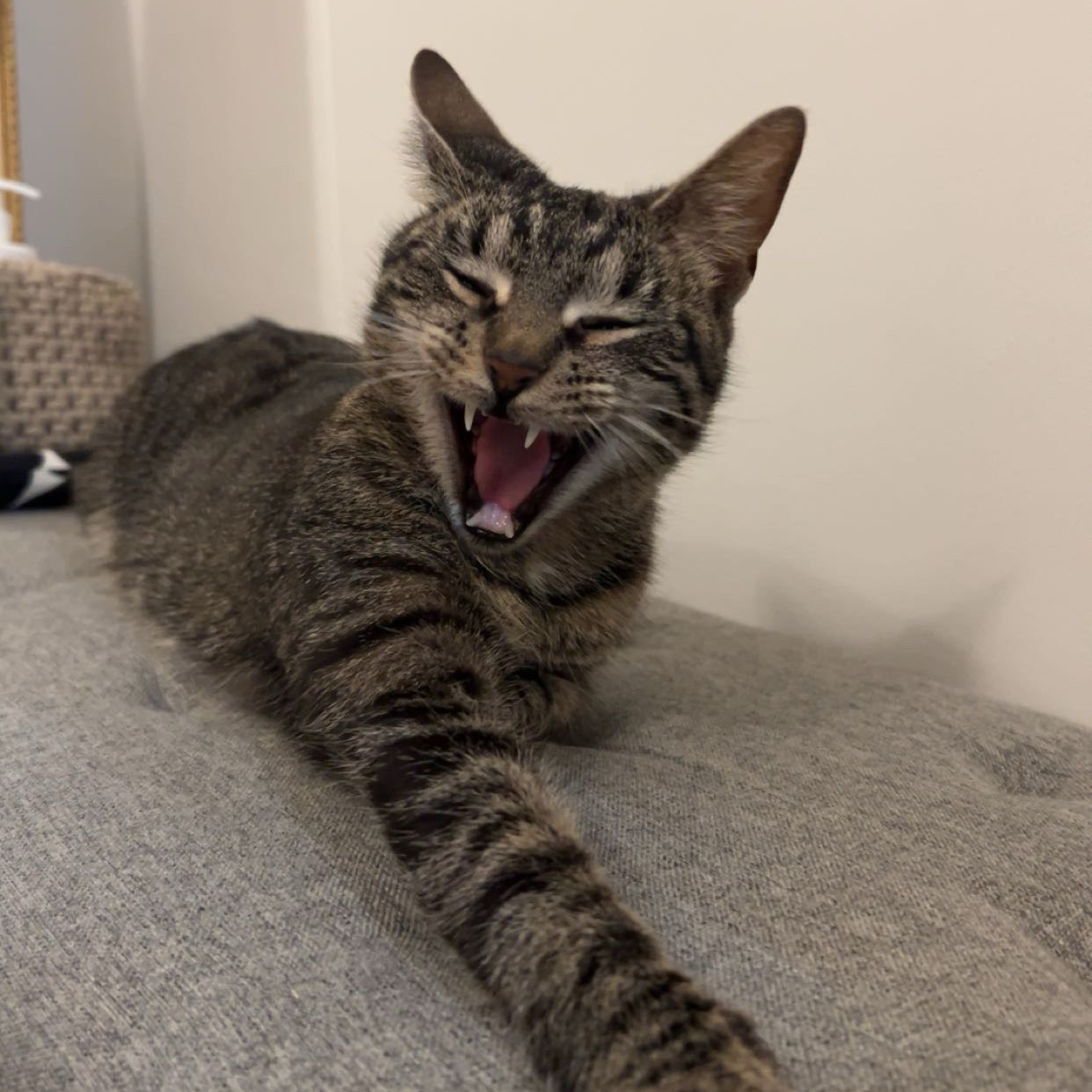 Tabby cat stretching on a couch